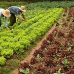 Deputado propõe política estadual de apoio a Agricultura Familiar na PB