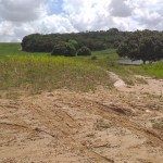Projeto vai restaurar áreas de Mata Atlântica em propriedades paraibanas