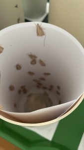 A produção de Cotesia saltou de 115,824 copos ano para uma produção média de 169,356 copos anuais
