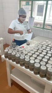 Outra etapa da produção de vespas na Estação