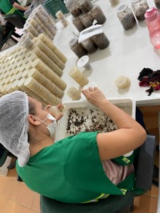 Uma das etapas da produção da Cotesia flavipes